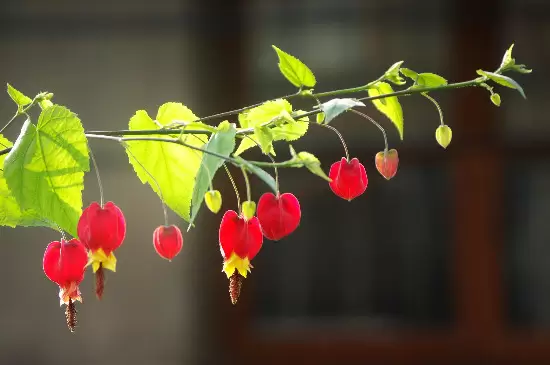 风铃花的花语是什么? 风铃花的花语是什么?