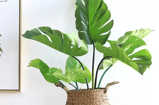 去甲醛的绿植有什么 去甲醛的绿植有什么