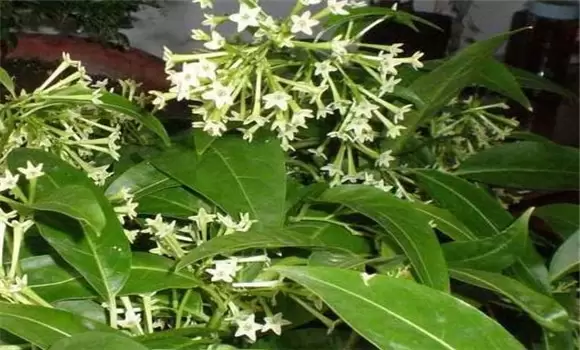 夜香花的种植方法 夜香花的种植方法