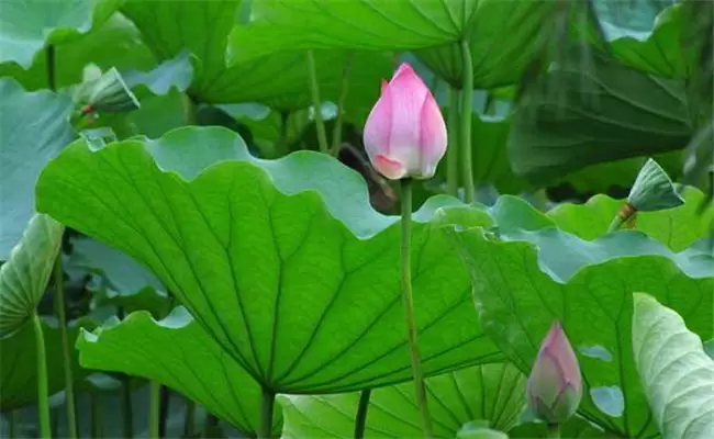 荷花冬天怎样过冬 荷花冬天怎样过冬