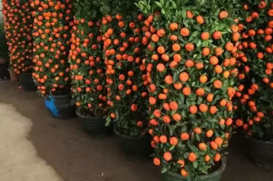 十大客厅风水植物 十大客厅风水植物