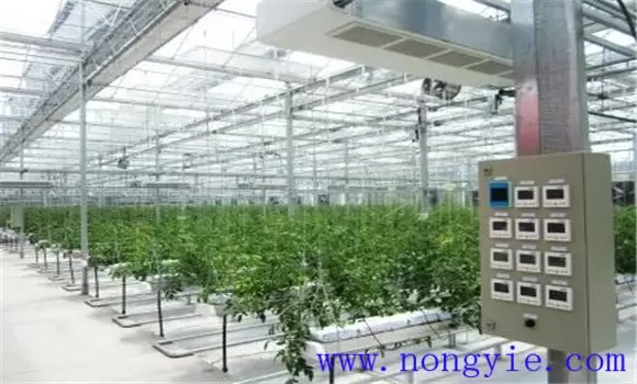 番茄无土栽培技术的三个要点