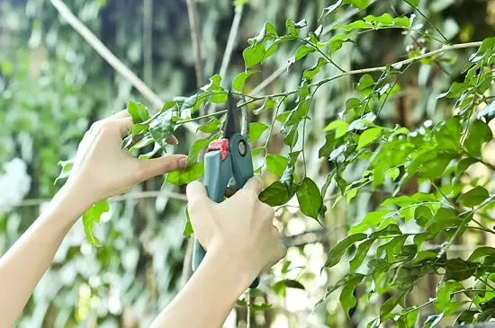 冬季植物剪枝有什么好处:防病虫害,保存养分 冬季植物剪枝有什么好处:防病虫害,保存养分