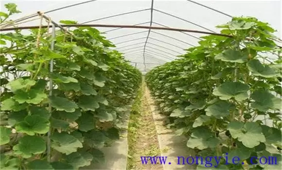 南瓜留种方法 南瓜留种方法