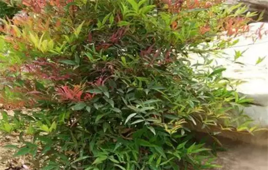 南天竹怎么养殖?告诉你南天竹是乔木还是灌木 南天竹怎么养殖?告诉你南天竹是乔木还是灌木