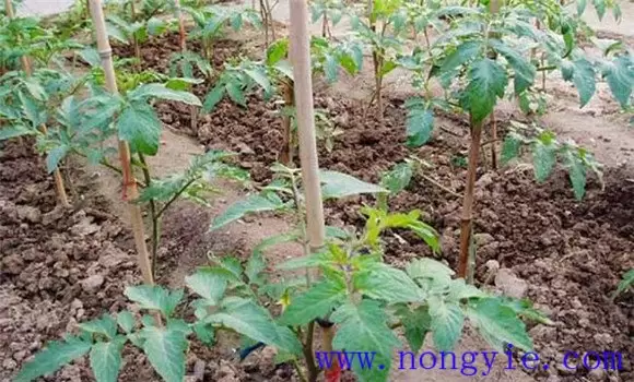 番茄定植注意事项有哪些