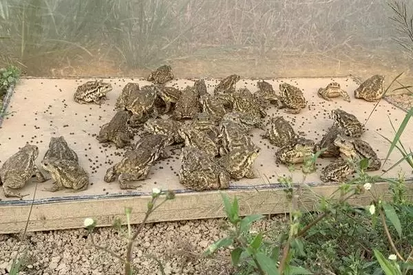 养殖蟾蜍需要办理什么手续,需申请办理《野生动物驯养繁殖许可证》 养殖蟾蜍需要办理什么手续,需申请办理《野生动物驯养繁殖许可证》