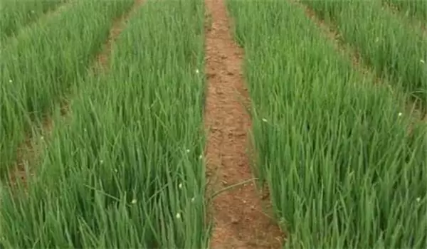 大葱育苗什么时候播种 大葱育苗什么时候播种