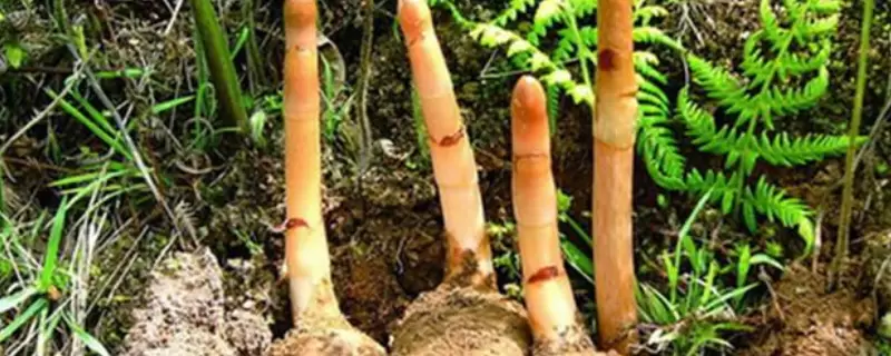 农村有哪三种赚钱的药材种植项目 农村有哪三种赚钱的药材种植项目