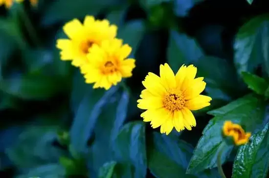 小向日葵叫什么花 小向日葵叫什么花