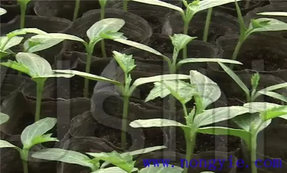 丝瓜育苗温度要求