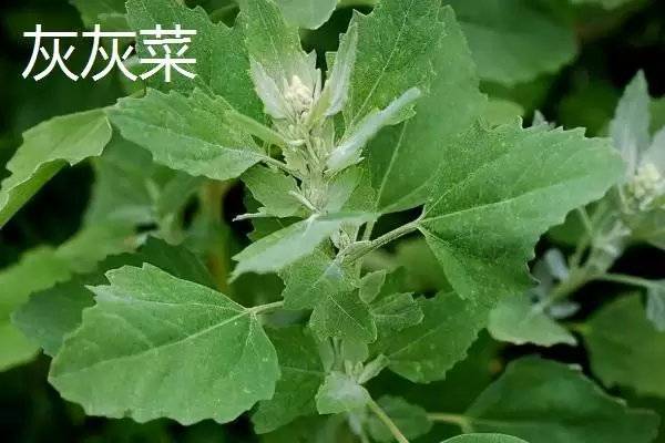 农村适合种什么野菜,看准市场再选择 农村适合种什么野菜,看准市场再选择