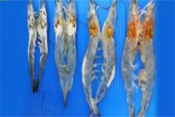 南美白对虾菌类病及寄生虫病主要有哪些？