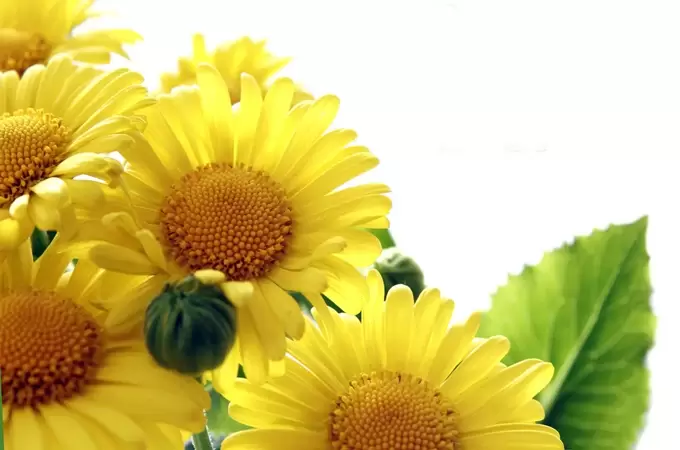 太阳花的花语是什么,有哪些故事传说 太阳花的花语是什么,有哪些故事传说