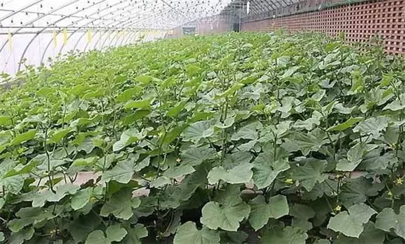 春季大棚黄瓜栽培技术要点 春季大棚黄瓜栽培技术要点