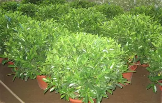 非洲茉莉怎么养 非洲茉莉怎么养
