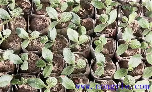 大棚秋延迟西葫芦种植技术和管理要点 大棚秋延迟西葫芦种植技术和管理要点
