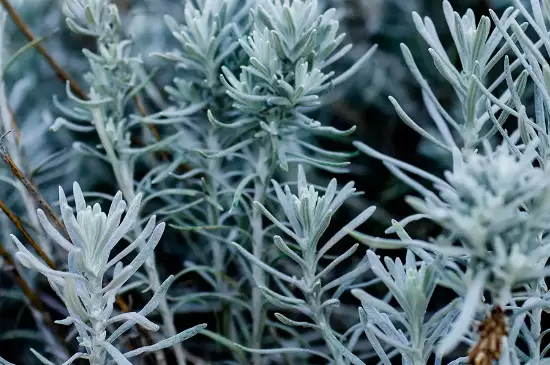 旱生植物叶片的特点 旱生植物叶片的特点
