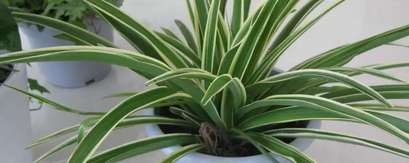 家里养绿色植物可以净化空气、杀菌消毒吗 家里养绿色植物可以净化空气、杀菌消毒吗