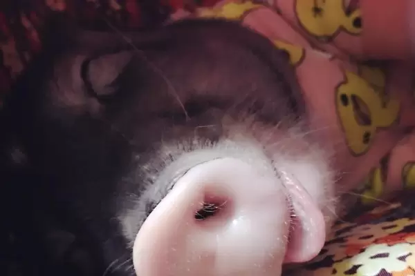 养猪大棚怎么盖 养猪大棚怎么盖