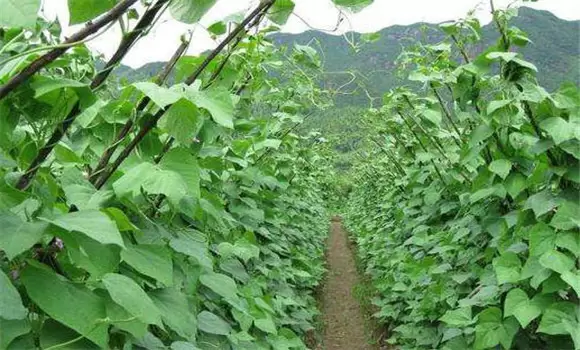 四季豆田间管理技术要点、措施及病虫害防治 四季豆田间管理技术要点、措施及病虫害防治