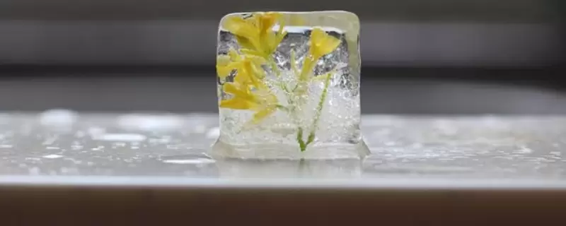冻冰花的步骤和方法 冻冰花的步骤和方法