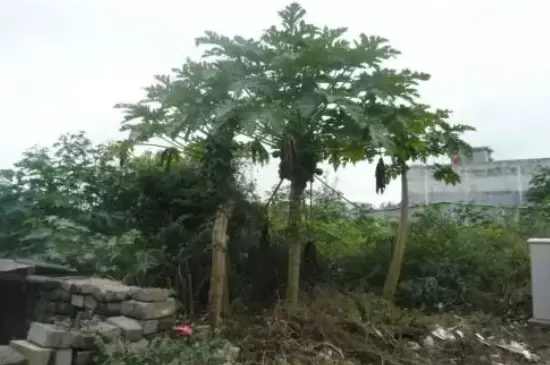 海南香兰树的养殖方法和注意事项 海南香兰树的养殖方法和注意事项