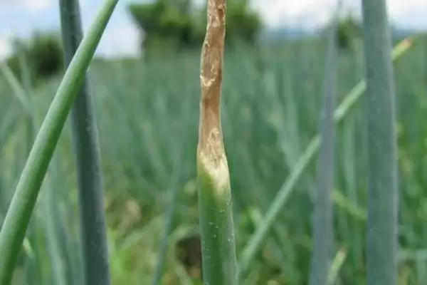 大葱干尖是什么原因造成的,用什么药剂防治? 大葱干尖是什么原因造成的,用什么药剂防治?