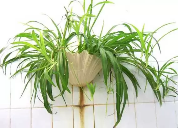 吸甲醛的植物有哪些? 吸甲醛的植物有哪些?