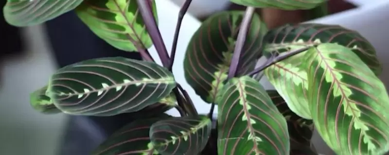 叶蝉竹芋的养殖方法和注意事项 叶蝉竹芋的养殖方法和注意事项