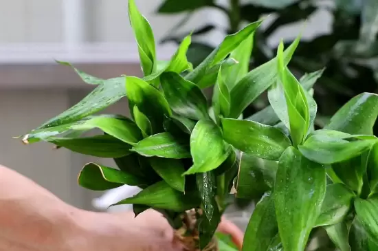 十大客厅风水植物 十大客厅风水植物