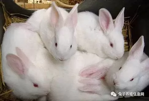 常见兔病的症状特征!插图 常见兔病的症状特征!插图