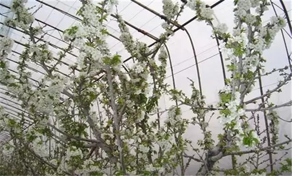 大棚促再生栽培樱桃番茄的方法 大棚促再生栽培樱桃番茄的方法