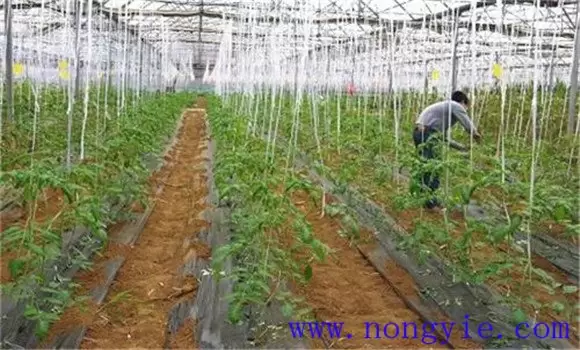 番茄生长的适宜温度是多少 番茄生长的适宜温度是多少