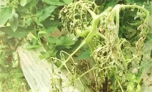 番茄枯萎病怎么治疗 番茄枯萎病怎么治疗