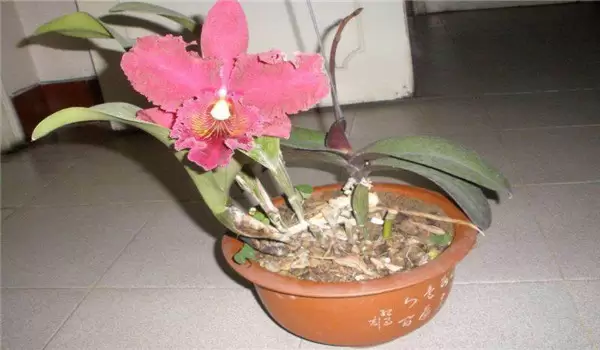 卡特兰花栽培技术要点 卡特兰花栽培技术要点