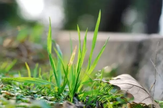 小草的象征意义 小草的象征意义