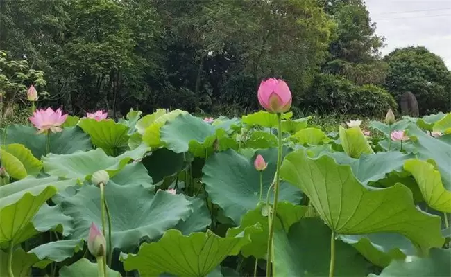 荷花的花期是什么时候,荷花的颜色有哪些? 荷花的花期是什么时候,荷花的颜色有哪些?