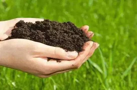 土壤中供植物生长的肥料是什么 土壤中供植物生长的肥料是什么