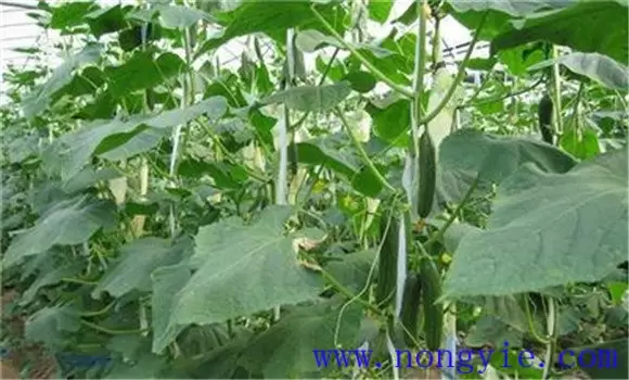 冬春茬黄瓜的栽培季节 冬春茬黄瓜的栽培季节