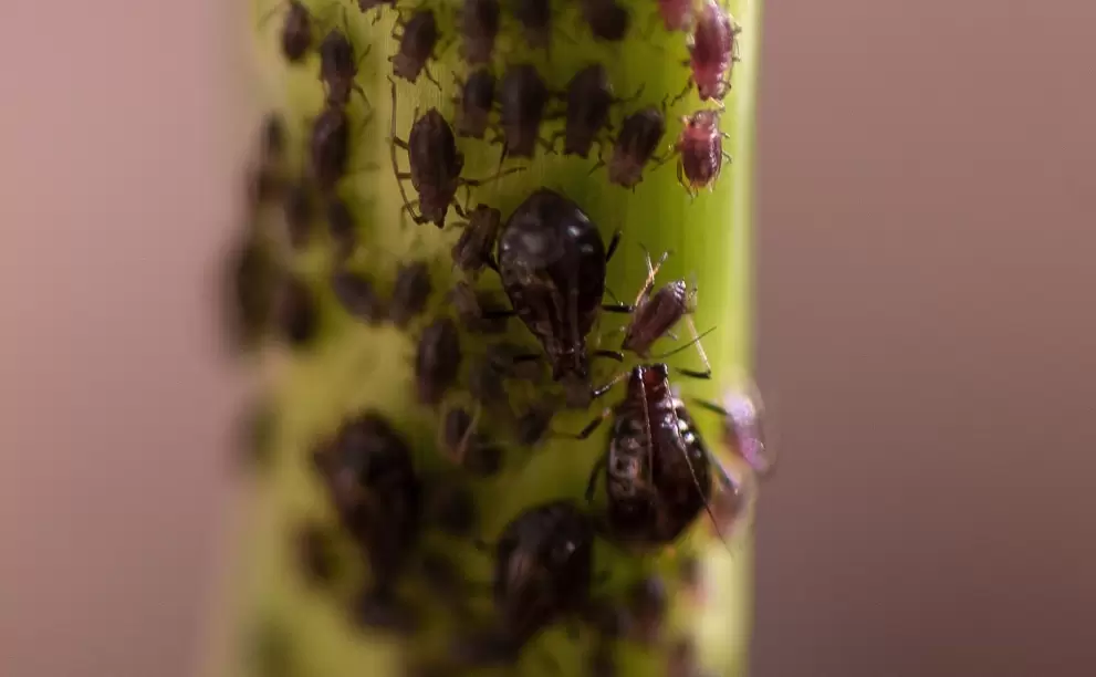 葱小瘤蚜是什么虫害?有哪些防治措施? 葱小瘤蚜是什么虫害?有哪些防治措施?