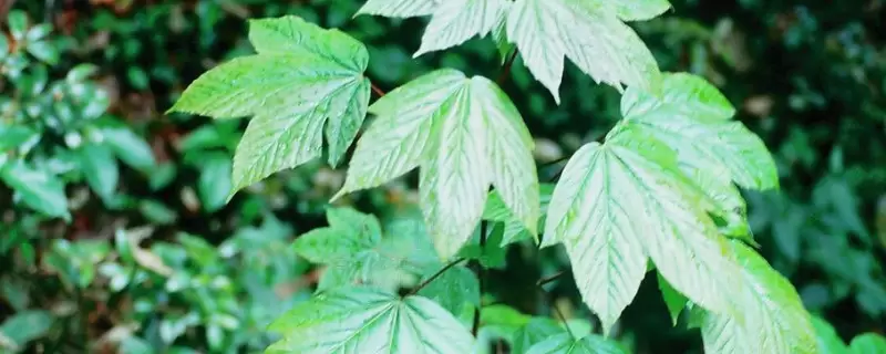 双子叶植物和单子叶植物的区别 双子叶植物和单子叶植物的区别