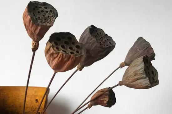 干莲蓬的寓意和象征 干莲蓬的寓意和象征