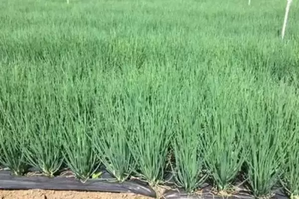 大葱的品种有哪些,什么时间种植、怎样种植 大葱的品种有哪些,什么时间种植、怎样种植