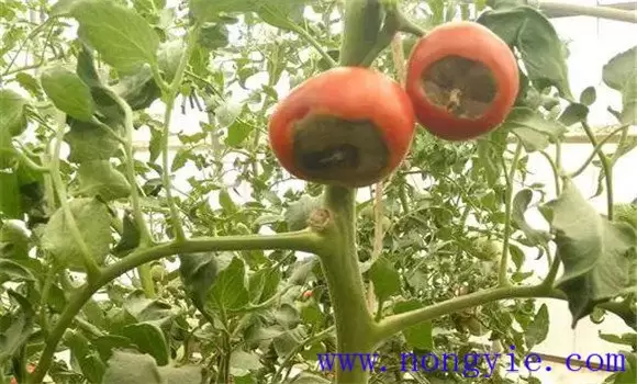 番茄脐腐病发生的原因及防治方法