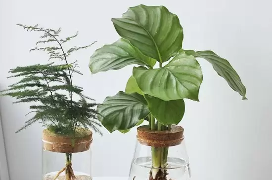家里养绿色植物可以净化空气、杀菌消毒吗 家里养绿色植物可以净化空气、杀菌消毒吗