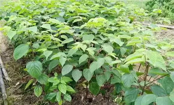 拐枣树苗适合哪里种植 拐枣树苗适合哪里种植