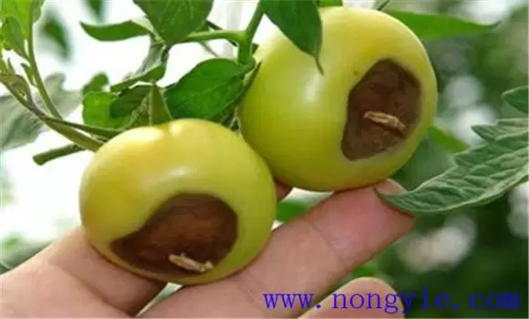 番茄的生理病害有哪些,怎样防治这些生理病害 番茄的生理病害有哪些,怎样防治这些生理病害