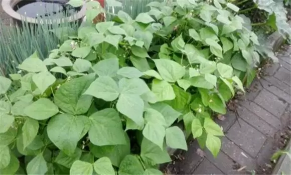 四季豆栽培管理技术要点 四季豆栽培管理技术要点