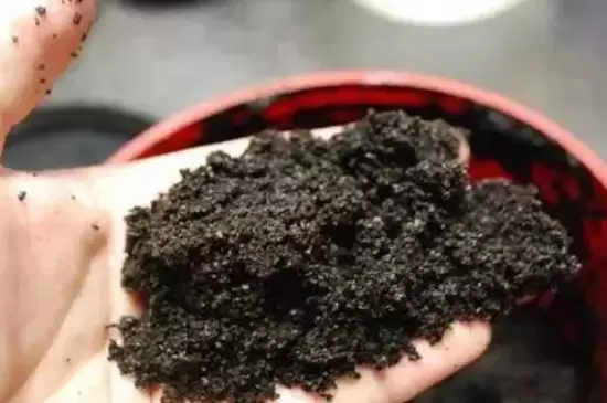 茶叶渣可以倒在花盆里吗 茶叶渣可以倒在花盆里吗